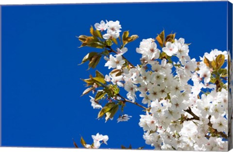 Japanese Cherry Blossom
