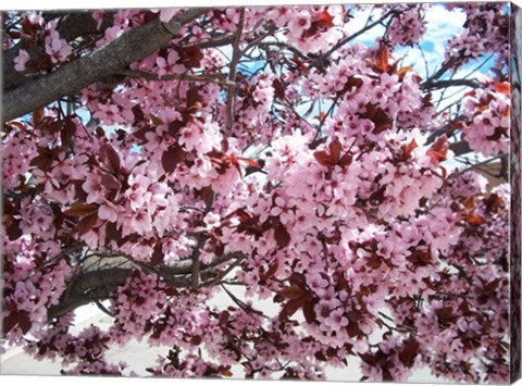 Pink Cherry Blossoms