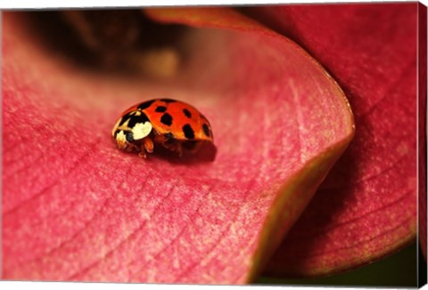Ladybug On Leaves
