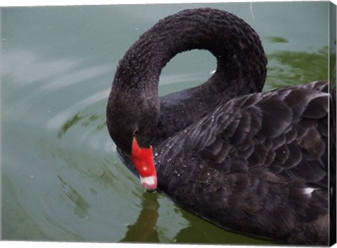 Black Swan