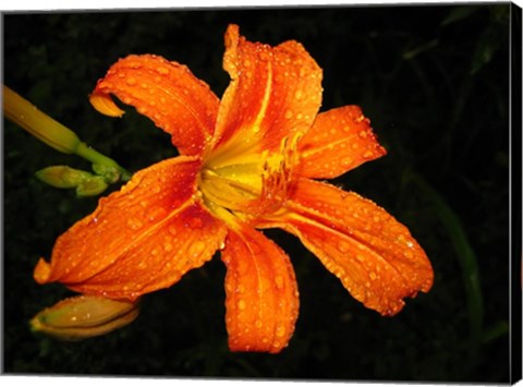 Orange Tiger Lily