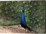 Peacock Showing off Its Feathers