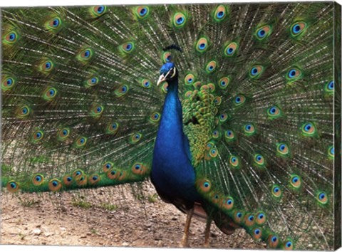 Peacock Showing off Its Feathers