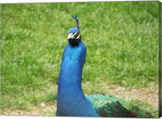 Peacock Closeup of Head