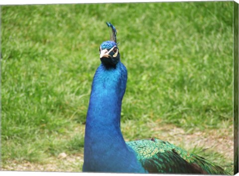 Peacock Closeup of Head