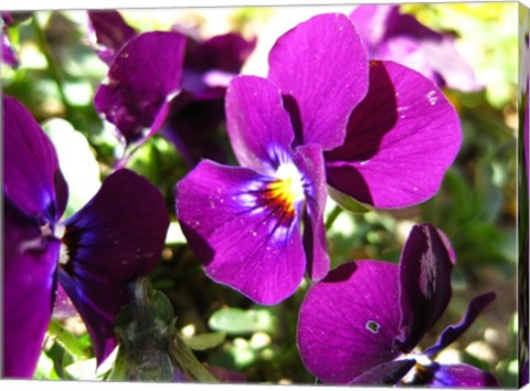 Purple Pansy