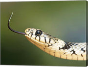 European Grass Snake Closeup of Face
