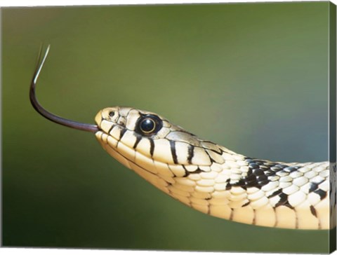European Grass Snake Closeup of Face