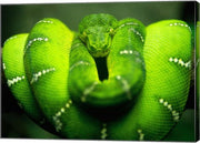 Green Emerald Tree Python Snake
