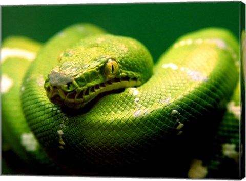 Light Green Emerald Tree Boa Snake