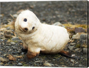 Baby Fur Seal, South Georgia