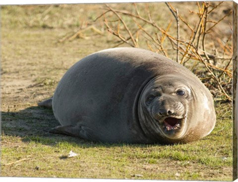 Baby Elephant Seal