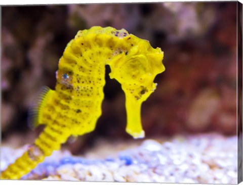 Birch Aquarium