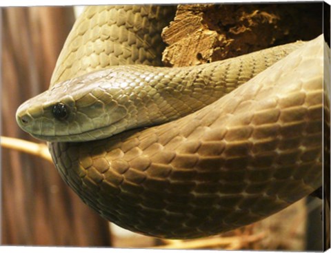 Black Mamba