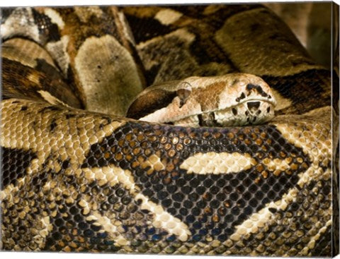 Boa Constrictor