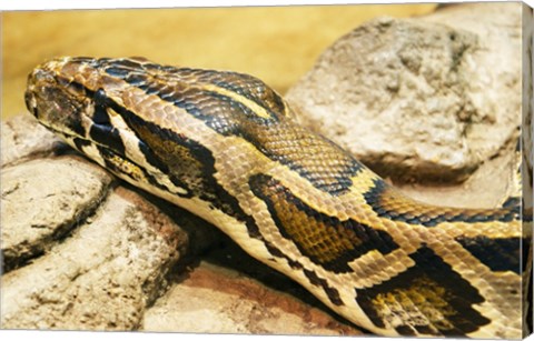 Burmese Python Head