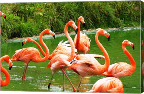 Caribbean Flamingo