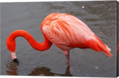 Caribbean Flamingo at Slimbridge Arp