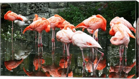 Caribbean Flamingo Phoenicopterus Ruber