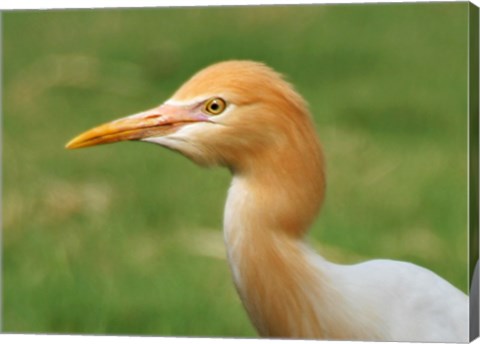 Cattle Egret Bubulcus Ibis