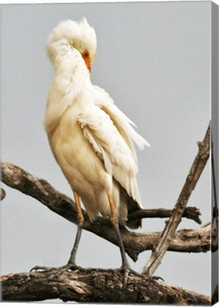 Cattle Egret Bubulcus Ibis Preening