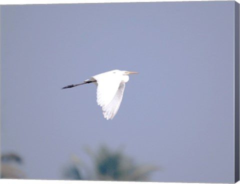 Cattle Egret Flight