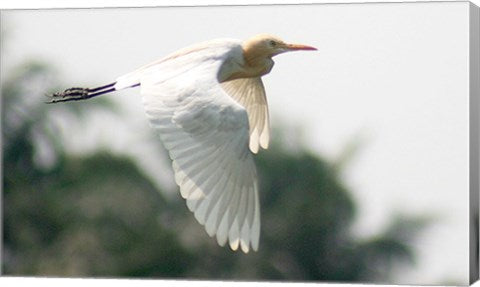Cattle Egret