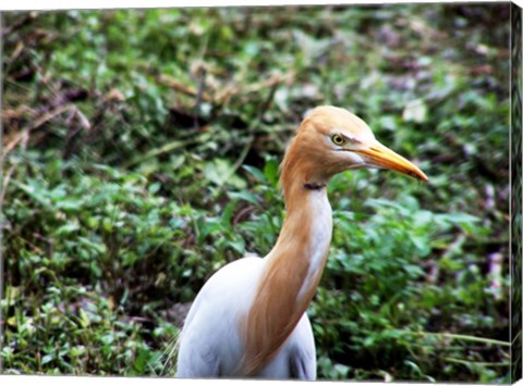 Cattle Egret in Summer
