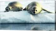 Crabeater Seals