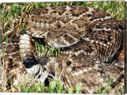 Crotalus Atrox