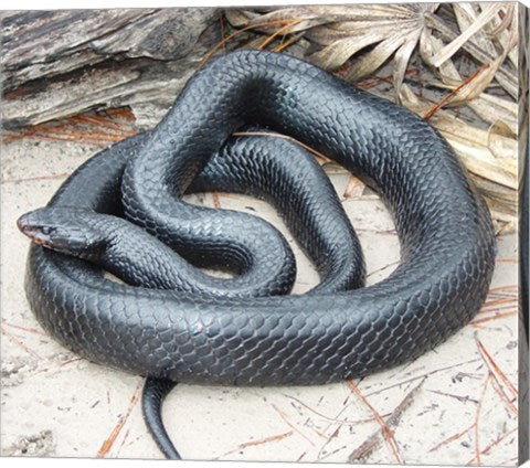 Eastern Indigo Snake