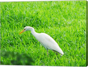 Egret In Field