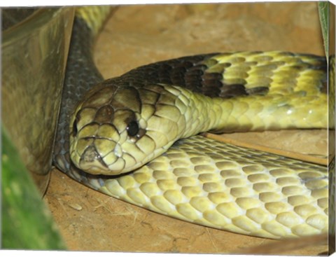 Egyptian Cobra