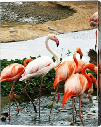 Flamingos Pink and White