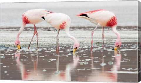 Flamingos Searching for Food