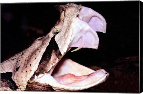 Gabon Viper Fangs