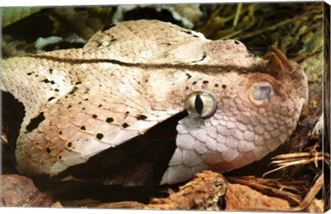 Gabon Viper Head