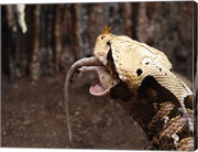 Gaboon Viper Rhinoceroceros