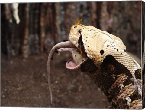 Gaboon Viper Rhinoceroceros