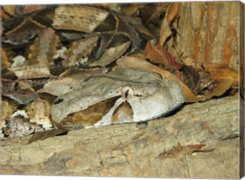 Gaboon Viper