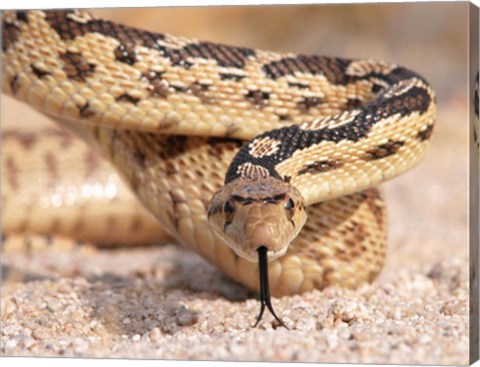 Gohper Snake