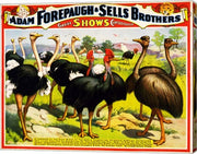 Great Birds of the World, Poster 1898
