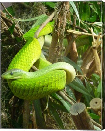 Green Mamba