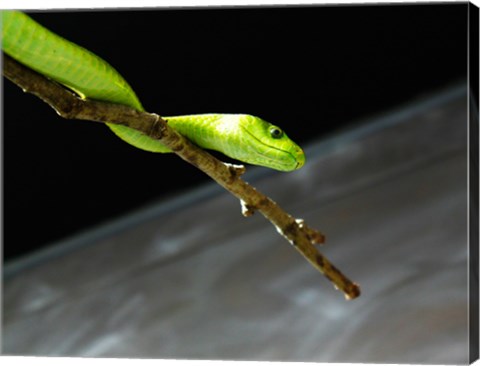 Green Mamba On Branch