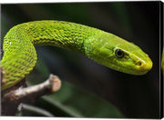 Green Mamba Closeup