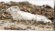 Harbor Seal Pup