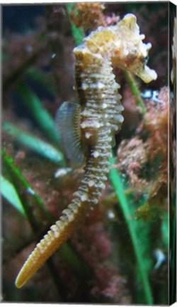 Hippocampe de Mareis