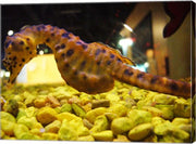 Hippocampus Abdominalis Aquarium Finisterrae