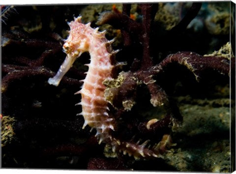 Hippocampus Histrix (Beige Thorny Seahose)