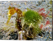 Hippocampus Histrix (Juvenile Thorny Seahorse)